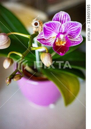 咲き始めたミニ胡蝶蘭の花 咲き始めたミニ胡蝶蘭の花 113605595