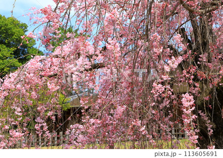 岡山後楽園 しだれ桜と能舞台・栄唱の間 岡山後楽園 しだれ桜と能舞台・栄唱の間 113605691