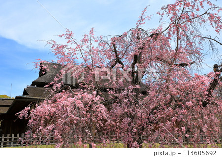 岡山後楽園 しだれ桜と能舞台・栄唱の間 岡山後楽園 しだれ桜と能舞台・栄唱の間 113605692