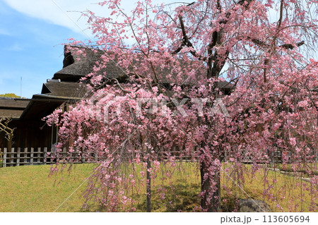 岡山後楽園 しだれ桜と能舞台・栄唱の間 岡山後楽園 しだれ桜と能舞台・栄唱の間 113605694