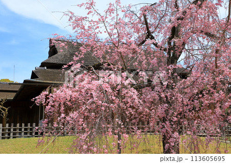 岡山後楽園 しだれ桜と能舞台・栄唱の間 岡山後楽園 しだれ桜と能舞台・栄唱の間 113605695