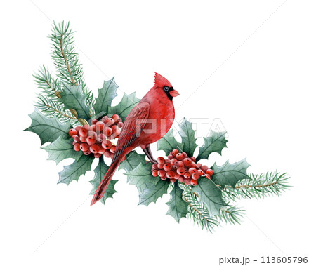 Christmas bird sitting on fir and holly branch with red berries watercolor isolated illustration for winter holidays with red cardinal greeting cards and New Year Christmas bird sitting on fir and holly branch with red berries watercolor isolated illustration for winter holidays with red cardinal greeting cards and New Year 113605796