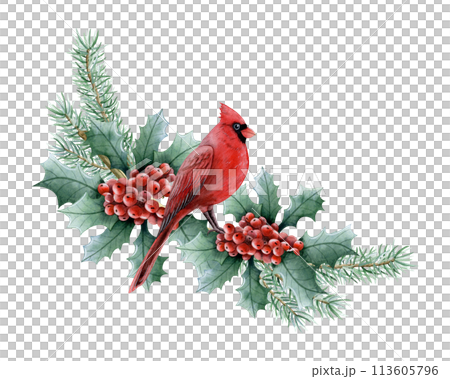 Christmas bird sitting on fir and holly branch with red berries watercolor isolated illustration for winter holidays with red cardinal greeting cards and New Year Christmas bird sitting on fir and holly branch with red berries watercolor isolated illustration for winter holidays with red cardinal greeting cards and New Year 113605796