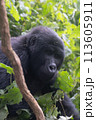silverback Mountain Gorilla, Uganda 113605911