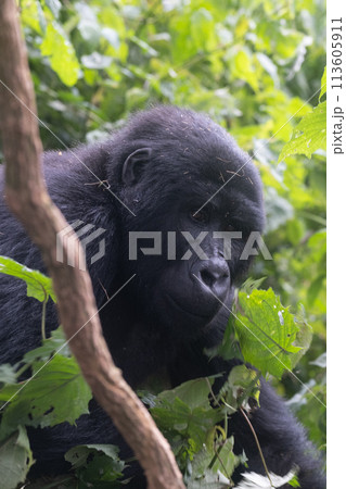 silverback Mountain Gorilla, Uganda silverback Mountain Gorilla, Uganda 113605911