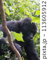 silverback Mountain Gorilla, Uganda 113605912