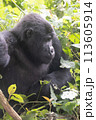 silverback Mountain Gorilla, Uganda 113605914