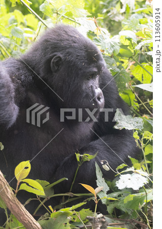 silverback Mountain Gorilla, Uganda silverback Mountain Gorilla, Uganda 113605914