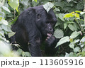silverback Mountain Gorilla, Uganda 113605916