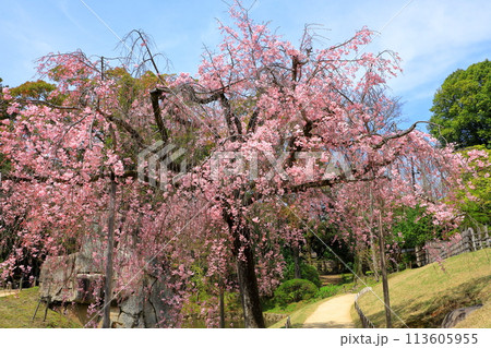 岡山後楽園 満開のしだれ桜 岡山後楽園 満開のしだれ桜 113605955