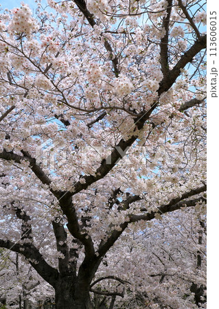 満開になった桜 満開になった桜 113606015