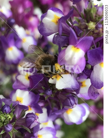 紫の花と蜜集めに夢中のミツバチ 紫の花と蜜集めに夢中のミツバチ 113606033
