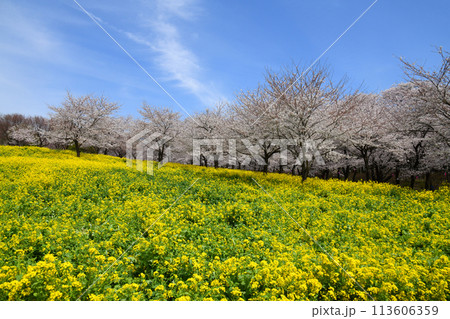 赤城南面千本桜 赤城南面千本桜 113606359