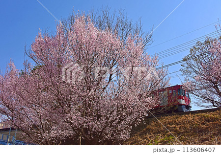 春爛漫　小彼岸桜のある風景 113606407