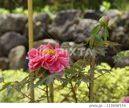 長谷寺　ぼたん 113606554