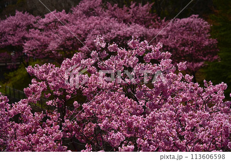 陽光桜のある風景 陽光桜のある風景 113606598