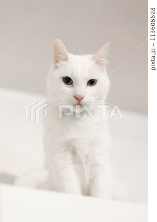 White beautiful cat on white wall background White beautiful cat on white wall background 113606698