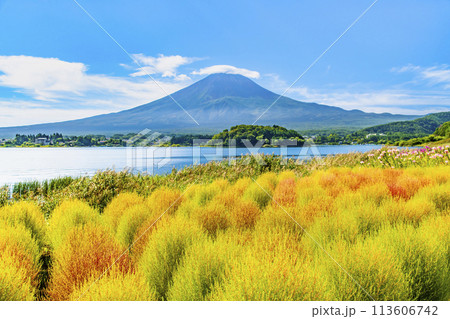 初秋の富士山　～河口湖大石公園のコキア～ 113606742