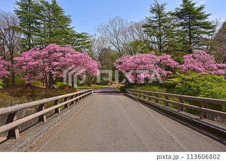 陽光桜のある風景 113606802