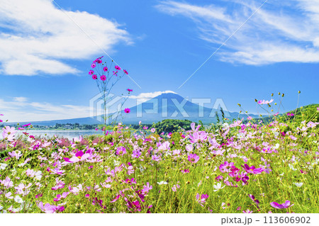 初秋の富士山　～河口湖大石公園のコスモス～ 113606902