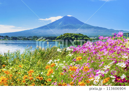 初秋の富士山　～河口湖大石公園のコスモス～ 113606904