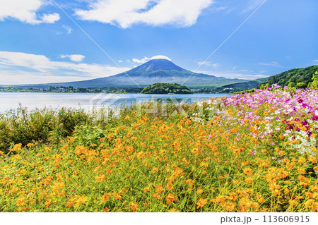 初秋の富士山　～河口湖大石公園のキバナコスモス～ 113606915