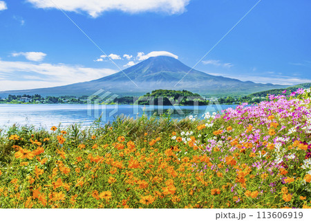 初秋の富士山　～河口湖大石公園のコスモス～ 113606919