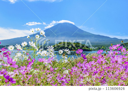 初秋の富士山　～河口湖大石公園のコスモス～ 113606926