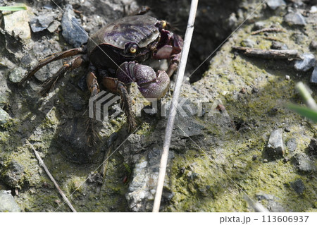 穴から出てきたクロベンケイガニ 穴から出てきたクロベンケイガニ 113606937