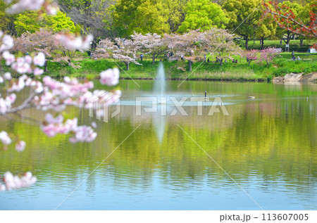 桜越しの噴水（大阪・鶴見緑地） 113607005