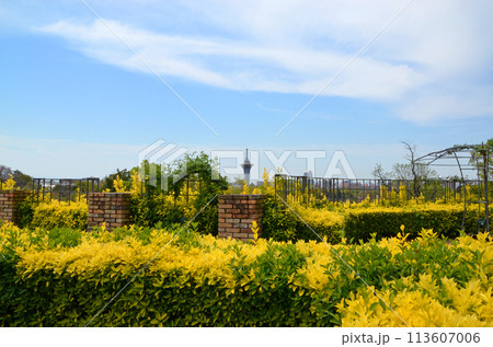 オウゴンマサキが植えられた庭園から望むいのちの塔（大阪・鶴見緑地） 113607006