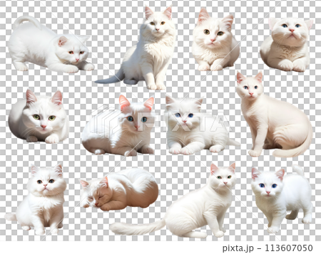 貓咪素材② PNG 貓咪素材② PNG 113607050