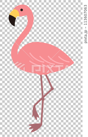 Flamingo illustration 113607063