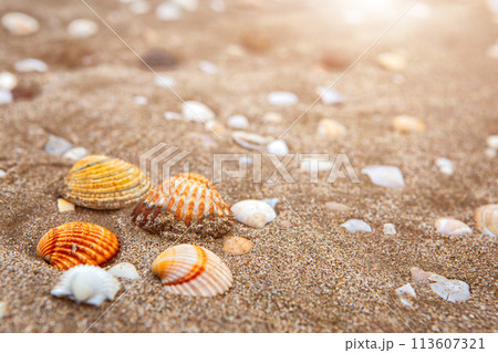 natural shells on the seashore close-up. Beach summer background 113607321