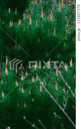 新緑の松の木のクローズアップ写真 113607370