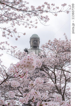 茨城県 満開の桜と牛久大仏 茨城県 満開の桜と牛久大仏 113607399