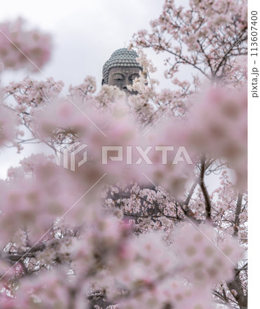 茨城県　満開の桜と牛久大仏 113607400