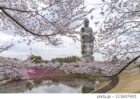 茨城県 満開の桜と牛久大仏 茨城県 満開の桜と牛久大仏 113607405