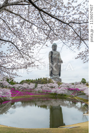 茨城県 満開の桜と牛久大仏 茨城県 満開の桜と牛久大仏 113607407