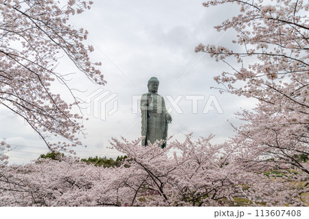 茨城県　満開の桜と牛久大仏 113607408