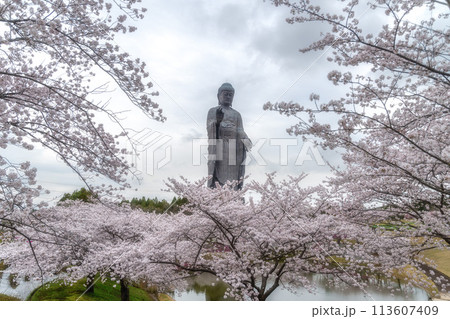 茨城県 満開の桜と牛久大仏 茨城県 満開の桜と牛久大仏 113607409