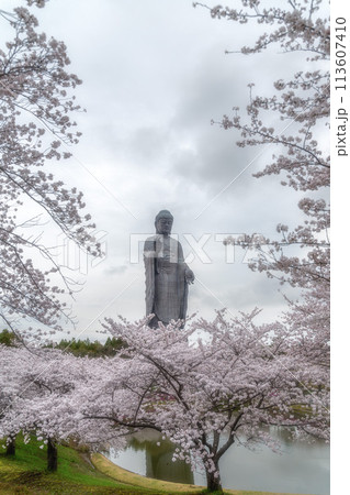 茨城県　満開の桜と牛久大仏 113607410