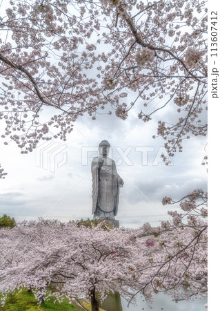 茨城県　満開の桜と牛久大仏 113607412