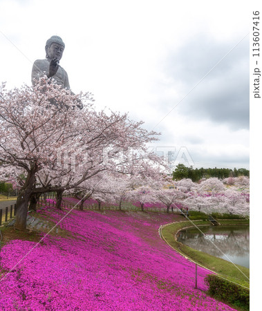 茨城県　満開の桜と牛久大仏 113607416