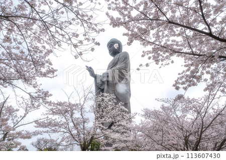 茨城県　満開の桜と牛久大仏 113607430