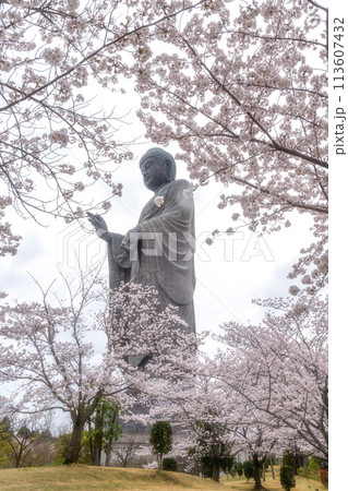 茨城県　満開の桜と牛久大仏 113607432