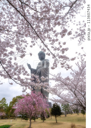 茨城県　満開の桜と牛久大仏 113607434
