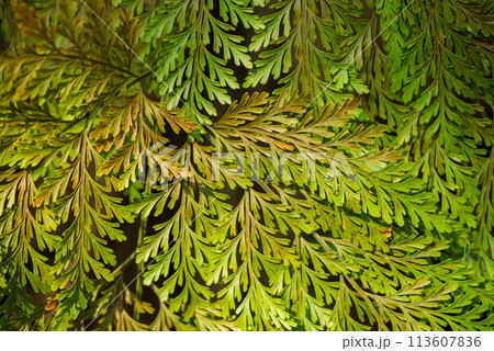 Ferns leaves pattern, Green nature background 113607836
