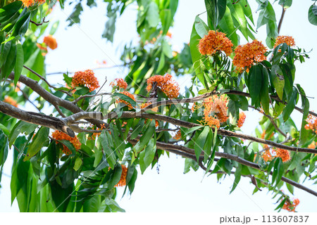 Beautiful Orange Ashoka tree flower blooming in summer season, Thailand 113607837