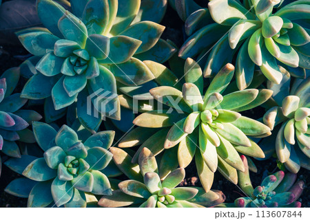 Decoration succulent plant in ornamental garden Decoration succulent plant in ornamental garden 113607844